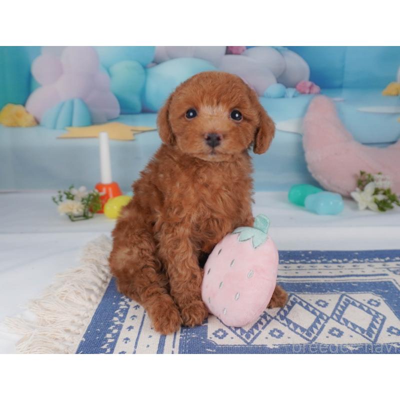 販売中の栃木県のトイプードル-456751の12枚目