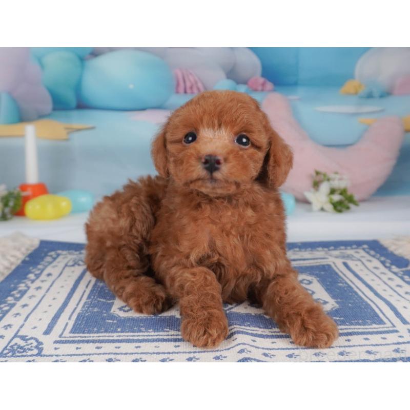 販売中の栃木県のトイプードル-456751の11枚目