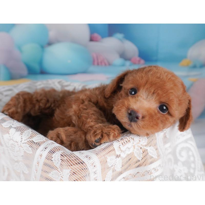 販売中の栃木県のトイプードル-456751の10枚目