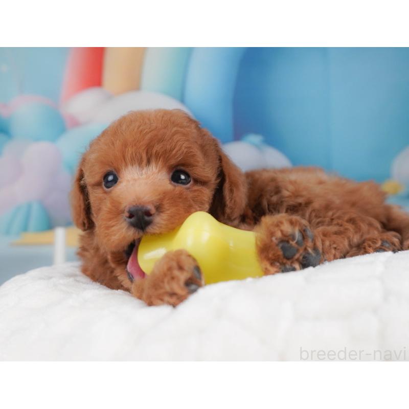 販売中の栃木県のトイプードル-456751の9枚目