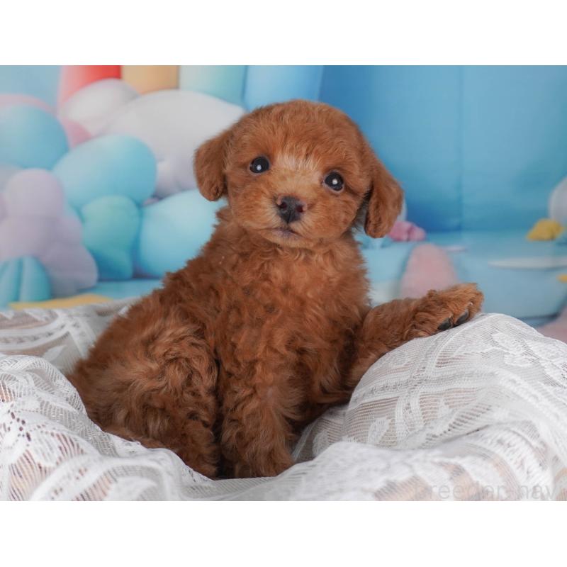 販売中の栃木県のトイプードル-456751の8枚目