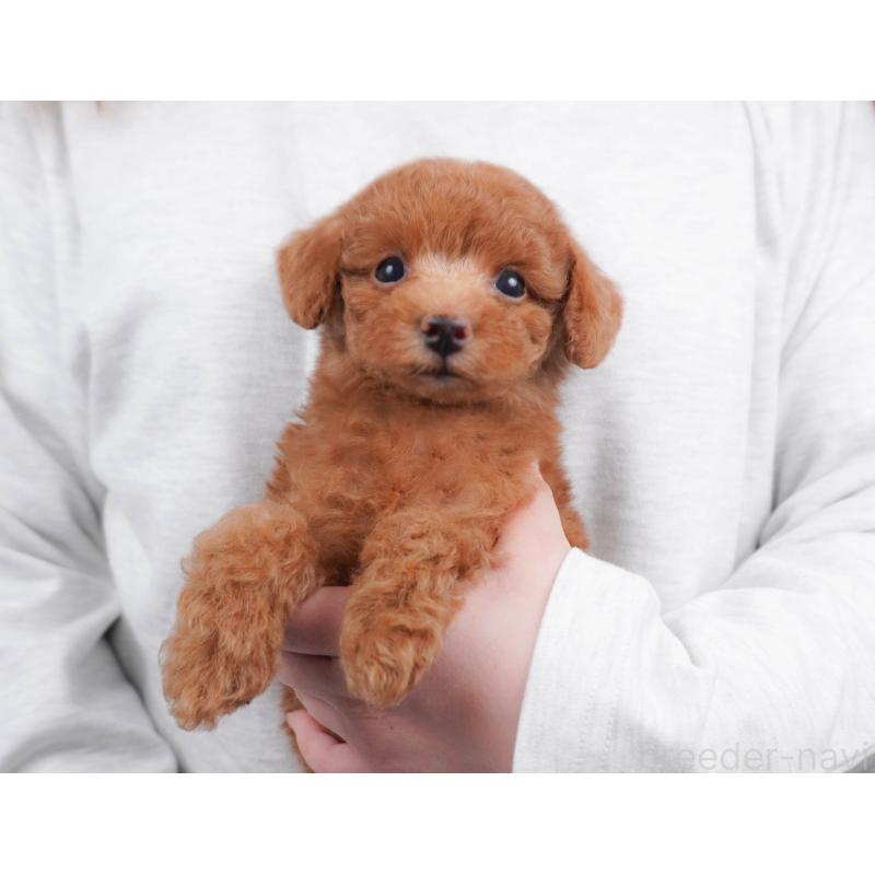 販売中の栃木県のトイプードル-456751の7枚目