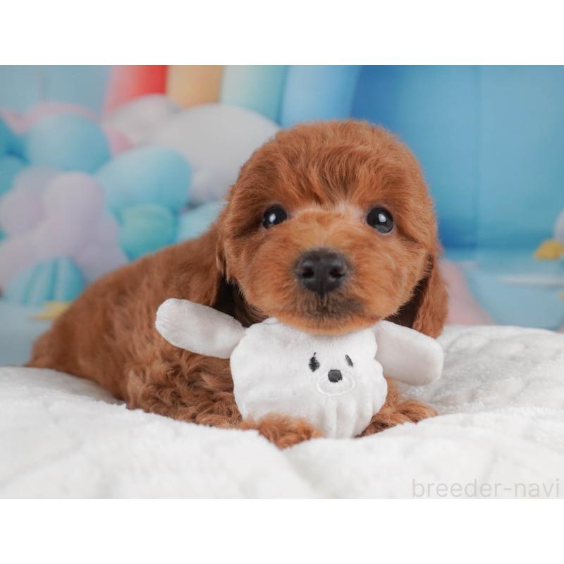 販売中の栃木県のトイプードル-456749