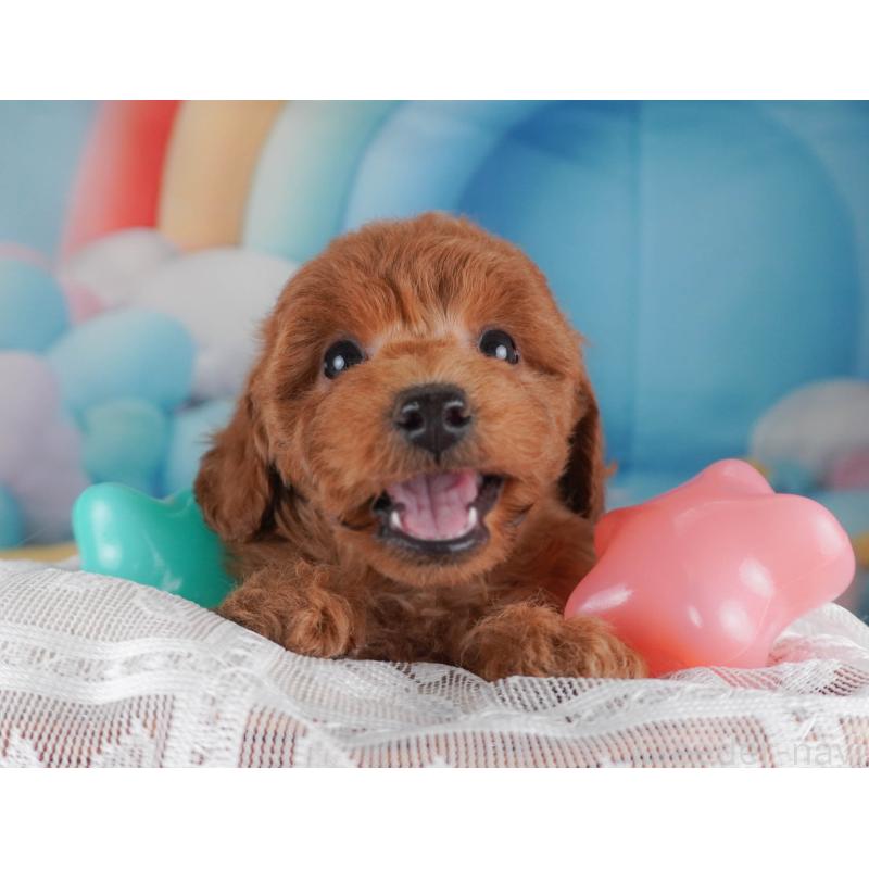 販売中の栃木県のトイプードル-456749の12枚目