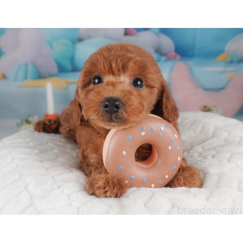 販売中の栃木県のトイプードル-456749の11枚目