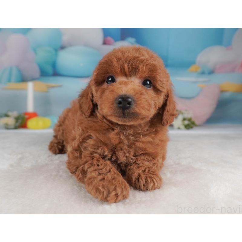 販売中の栃木県のトイプードル-456749の10枚目