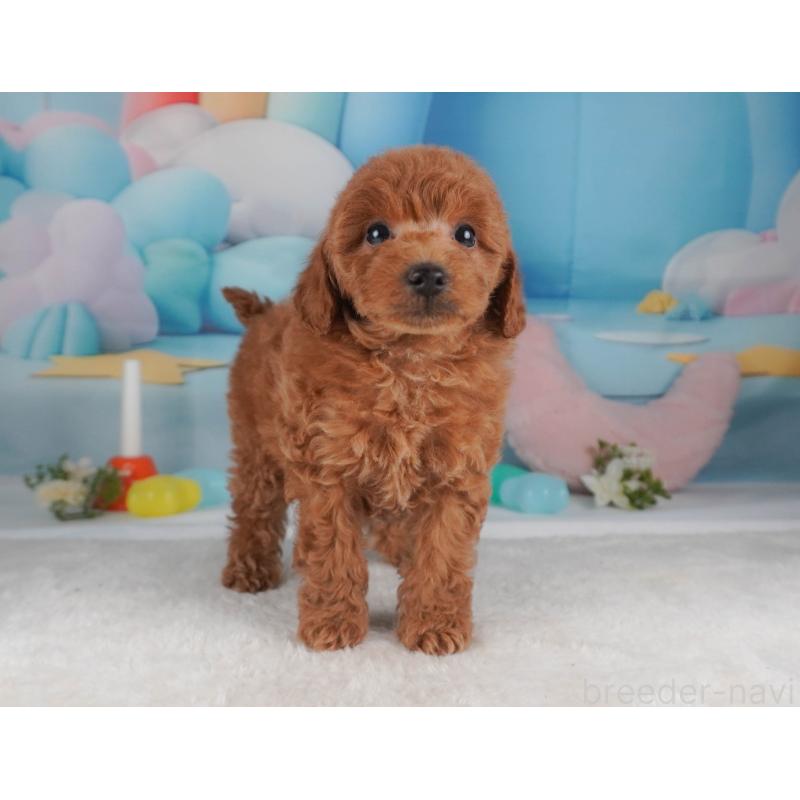 販売中の栃木県のトイプードル-456749の9枚目