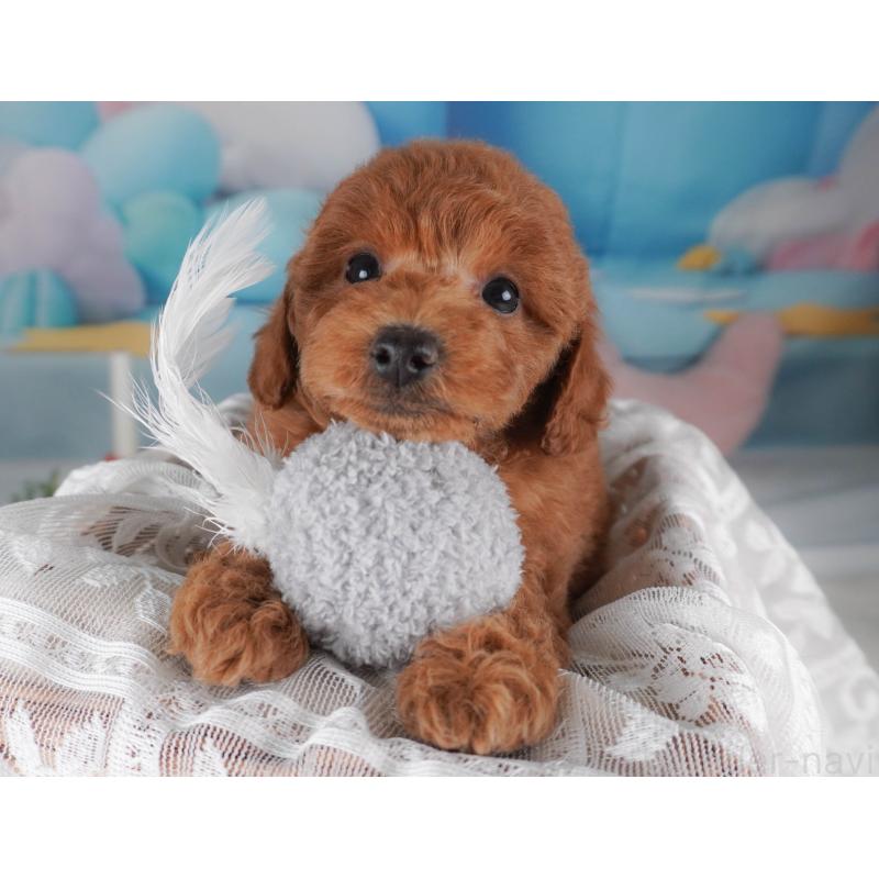 販売中の栃木県のトイプードル-456749の8枚目