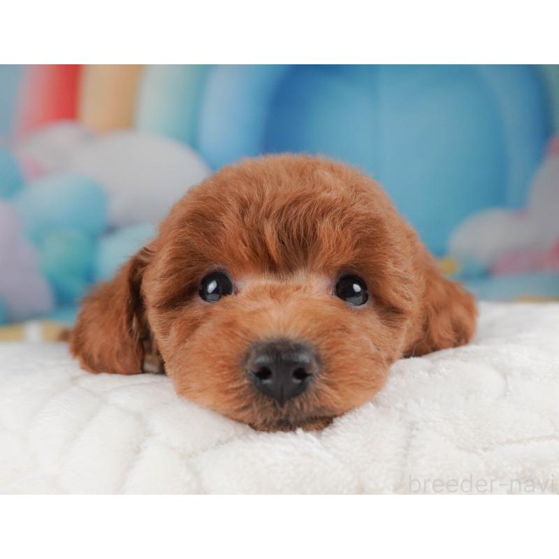 販売中の栃木県のトイプードル-456749の7枚目