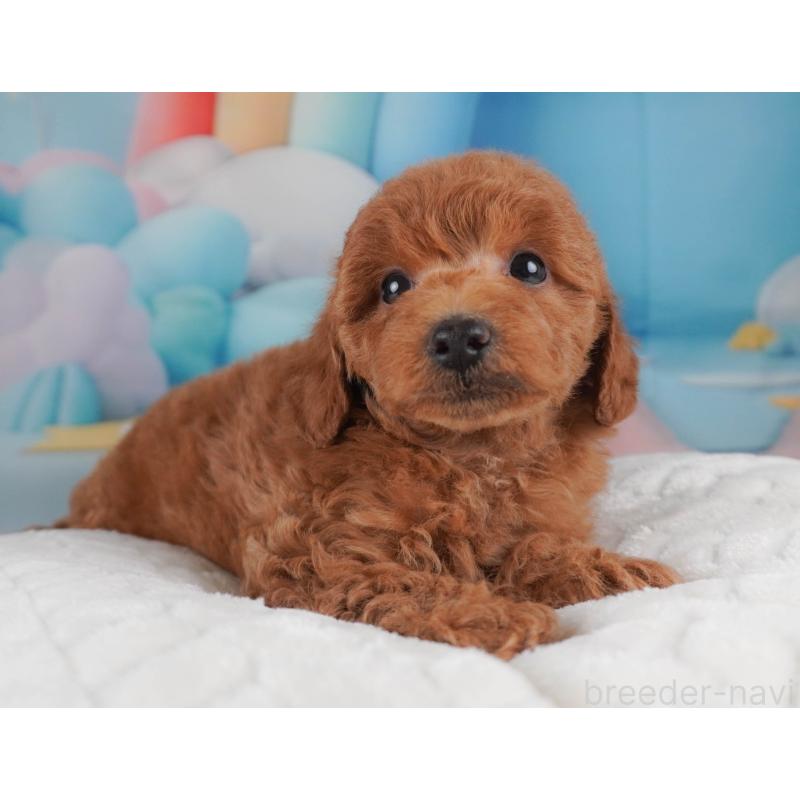 販売中の栃木県のトイプードル-456749の6枚目