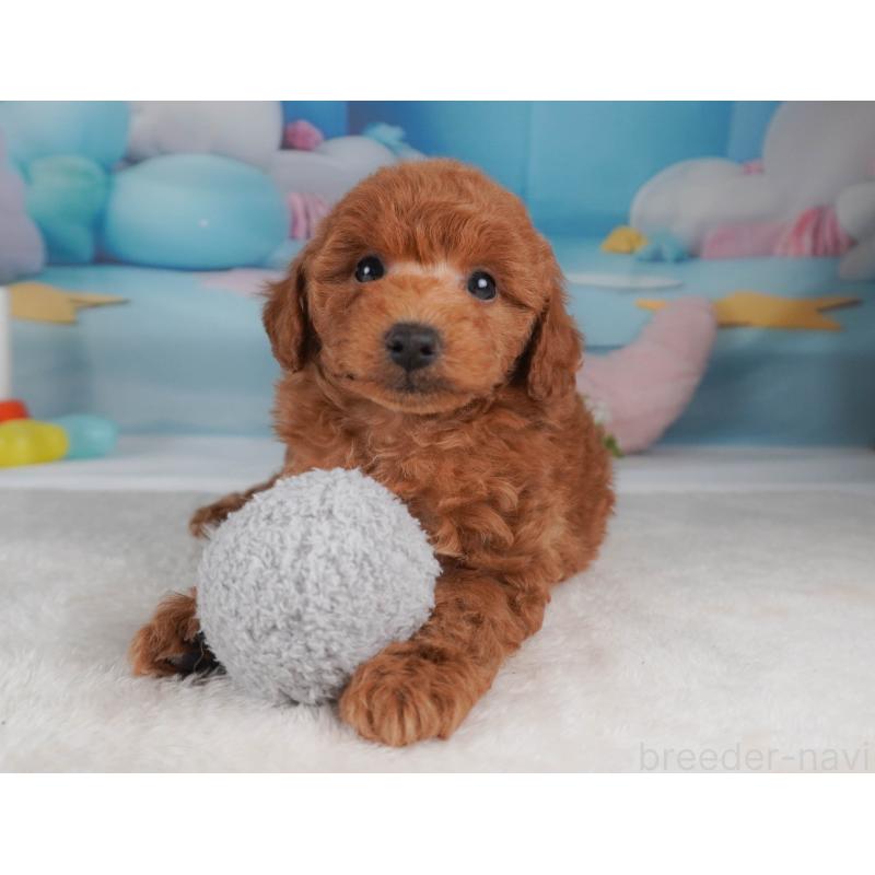 販売中の栃木県のトイプードル-456749の5枚目