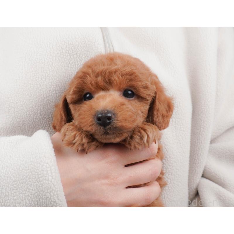 販売中の栃木県のトイプードル-456749の4枚目