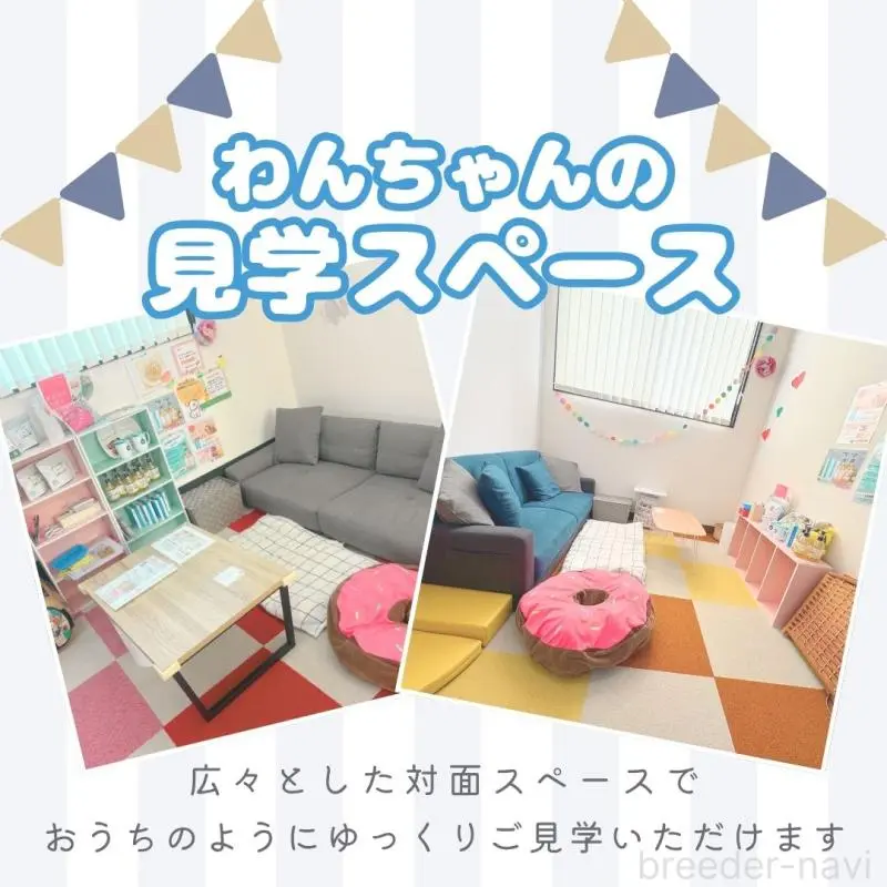 販売中の栃木県のトイプードル-456748の13枚目