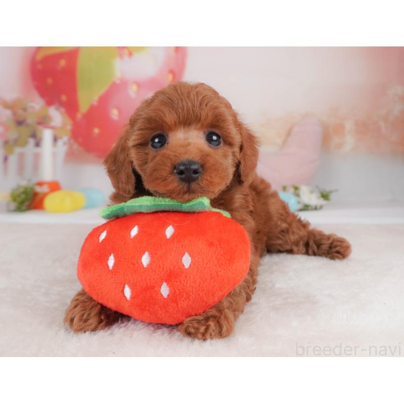 販売中の栃木県のトイプードル-456748の12枚目