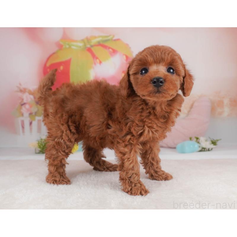 販売中の栃木県のトイプードル-456748の11枚目