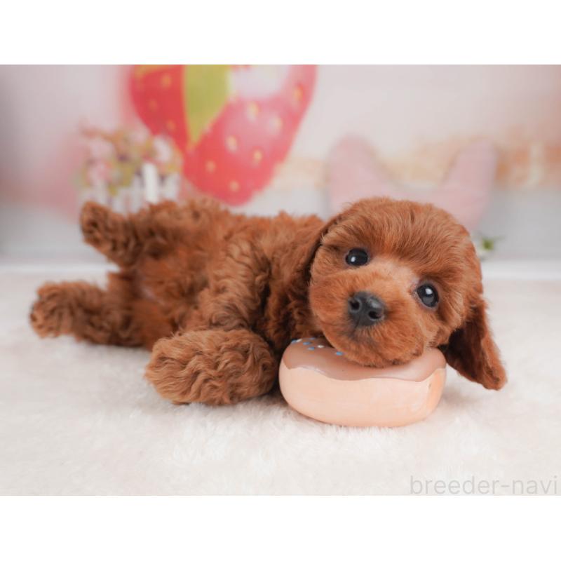 販売中の栃木県のトイプードル-456748の10枚目