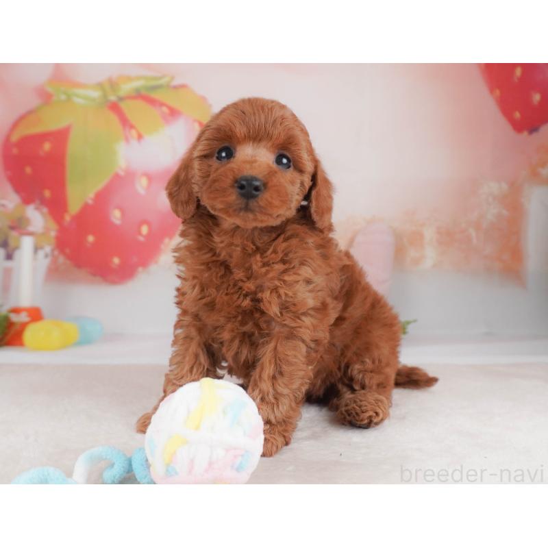 販売中の栃木県のトイプードル-456748の9枚目