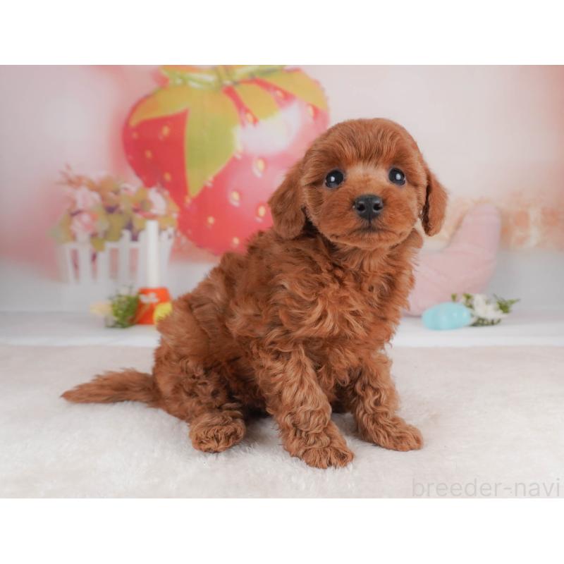 販売中の栃木県のトイプードル-456748の8枚目