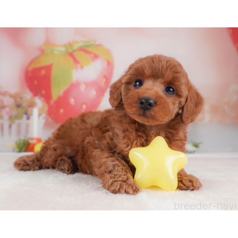 販売中の栃木県のトイプードル-456748の7枚目