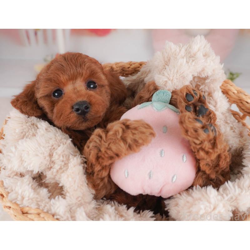 販売中の栃木県のトイプードル-456748の6枚目