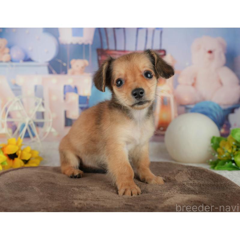 販売中の千葉県のミックス犬-456813の11枚目