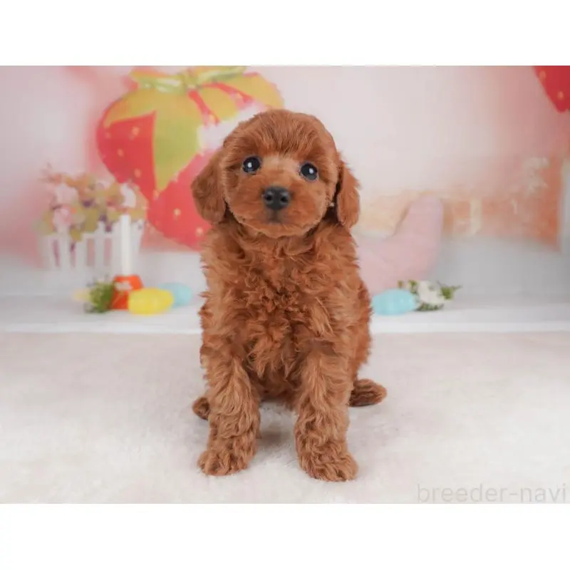 販売中の栃木県のトイプードル-456748の5枚目