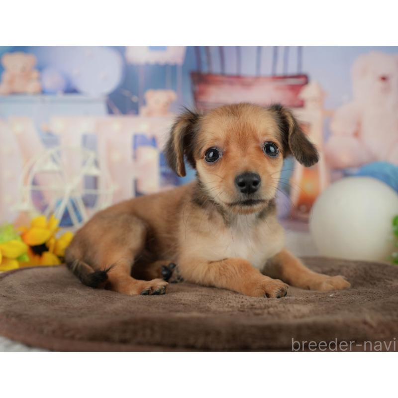 販売中の千葉県のミックス犬-456813の10枚目