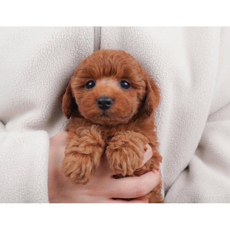 販売中の栃木県のトイプードル-456748の4枚目