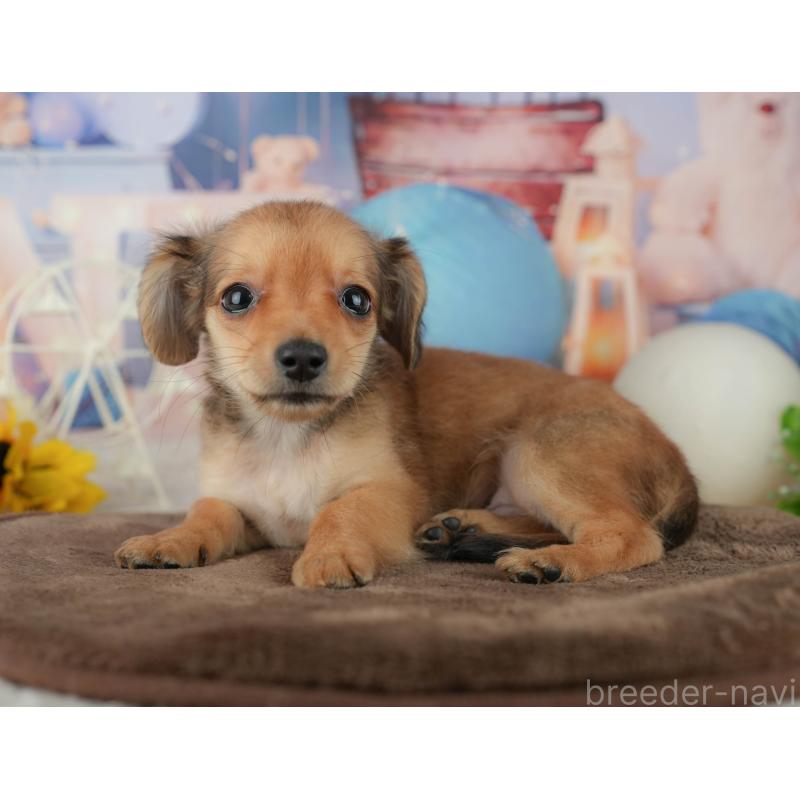 販売中の千葉県のミックス犬-456813の9枚目