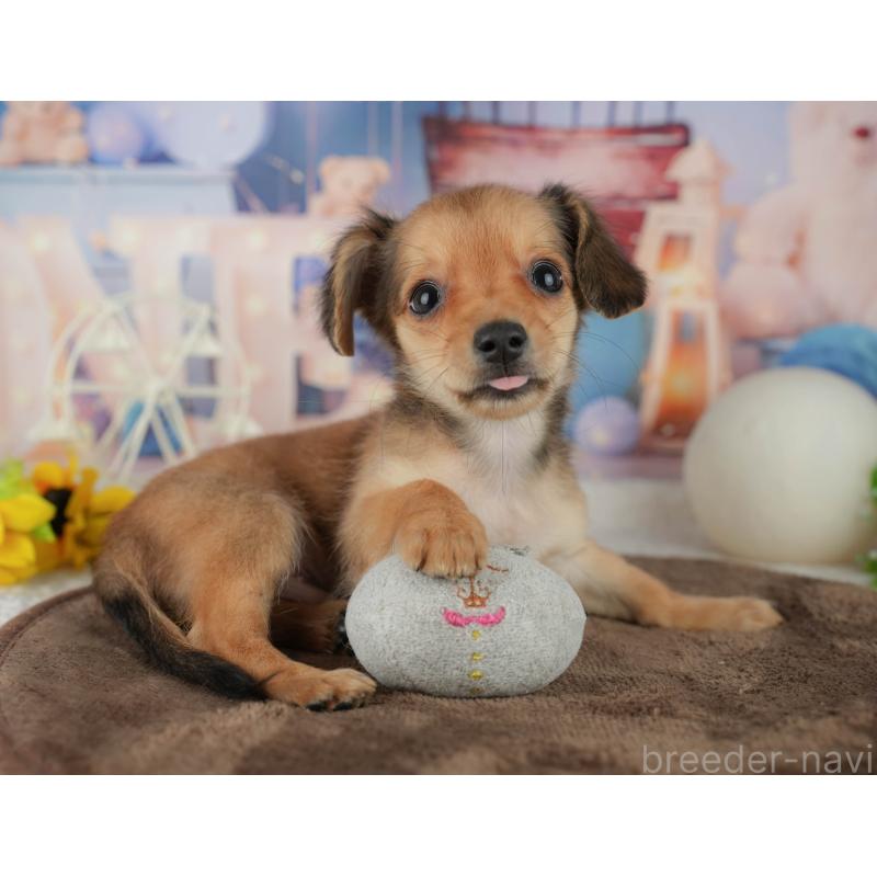 販売中の千葉県のミックス犬-456813の8枚目