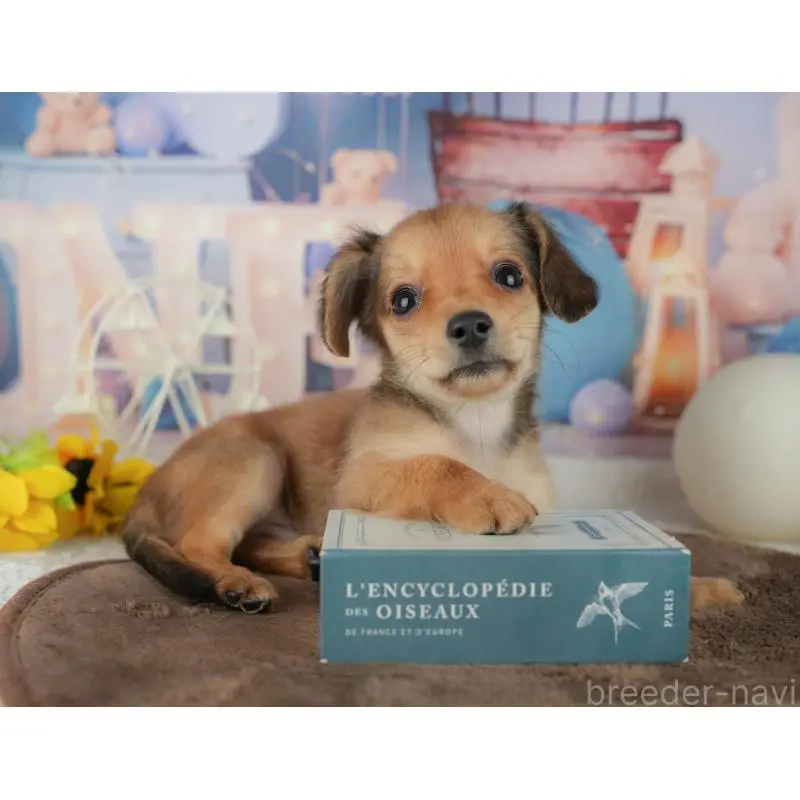 販売中の千葉県のミックス犬-456813の7枚目