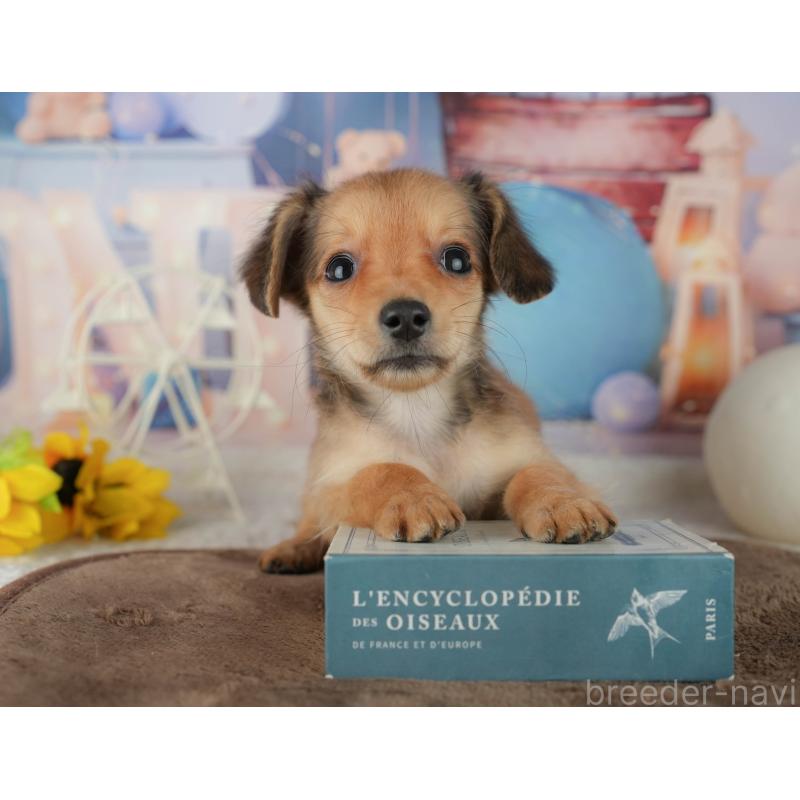 販売中の千葉県のミックス犬-456813の6枚目