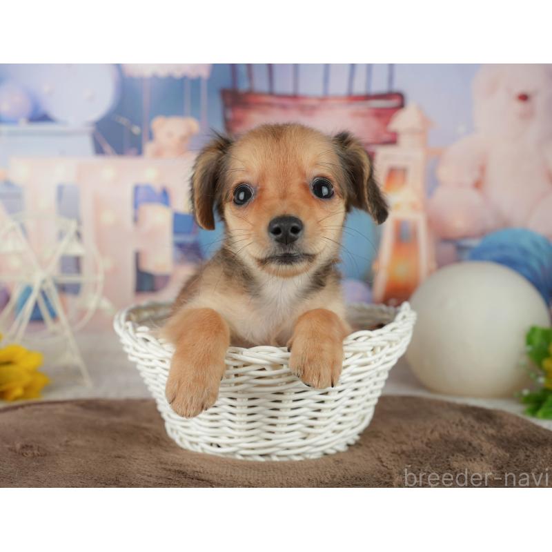 販売中の千葉県のミックス犬-456813の5枚目