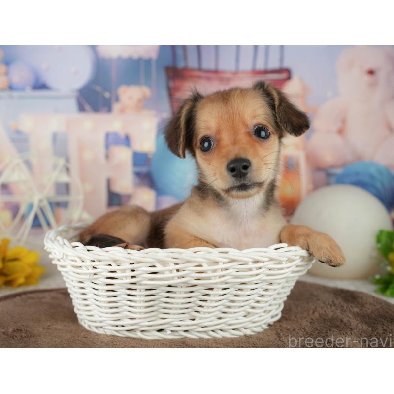 販売中の千葉県のミックス犬-456813の4枚目