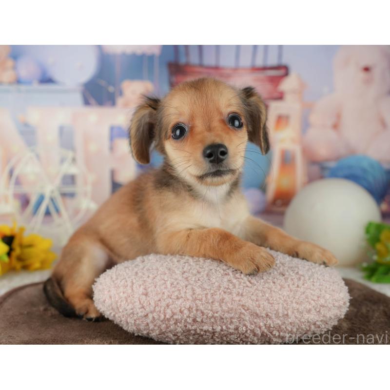 販売中の千葉県のミックス犬-456813の3枚目