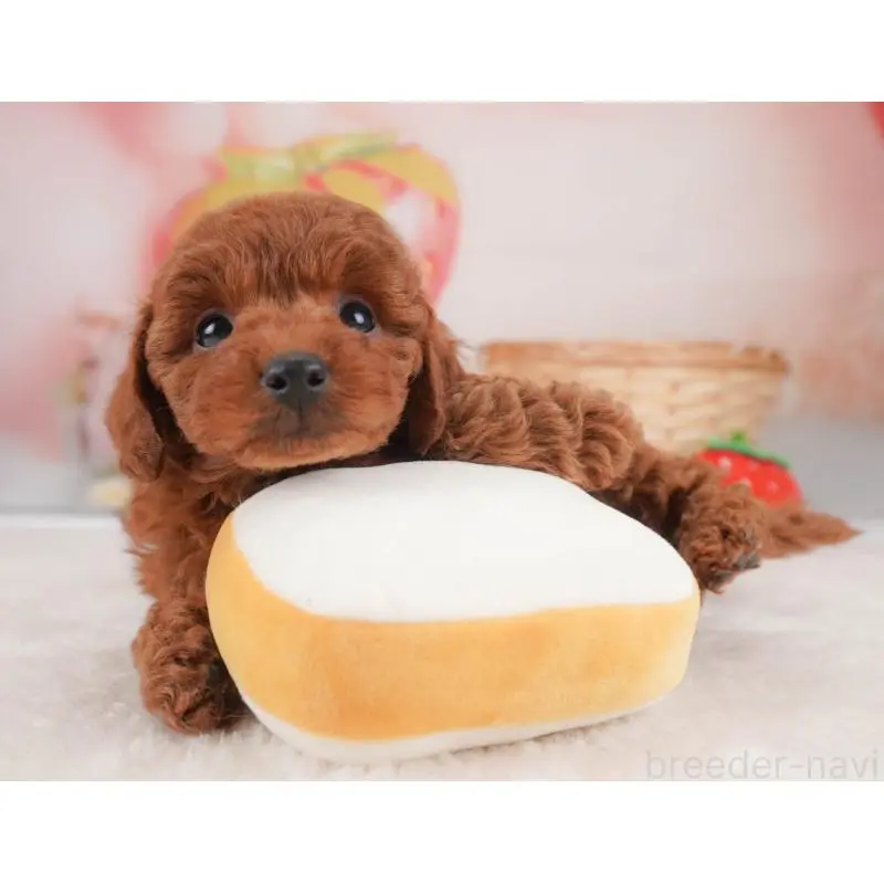 販売中の栃木県のトイプードル-456746の12枚目