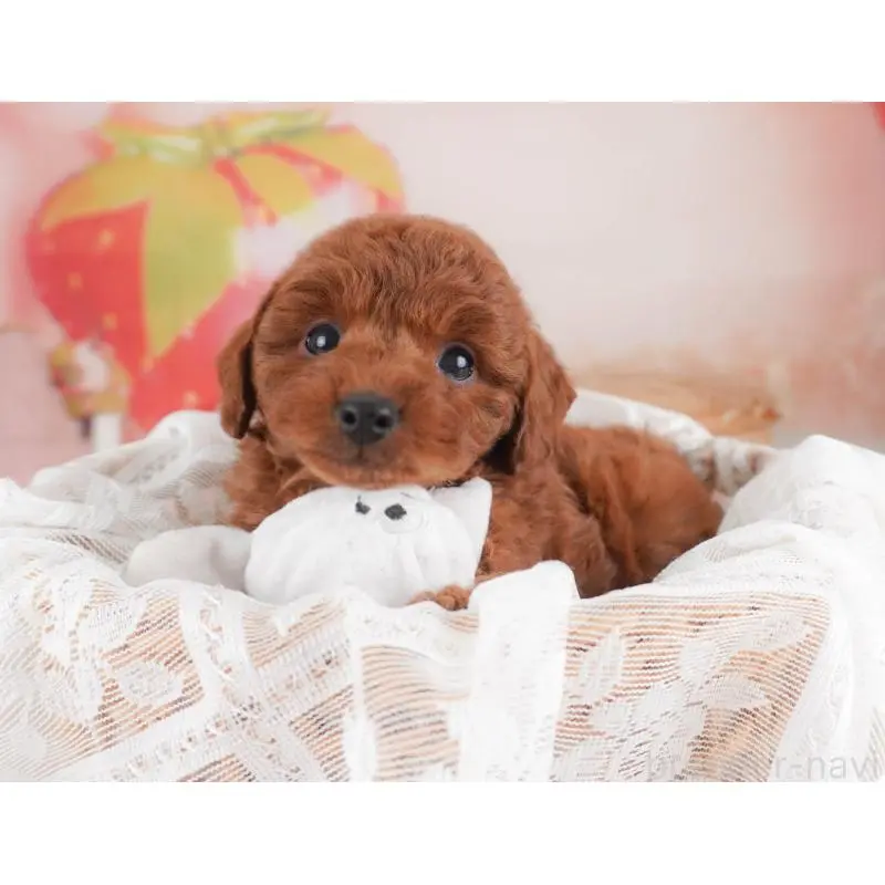 販売中の栃木県のトイプードル-456746の11枚目