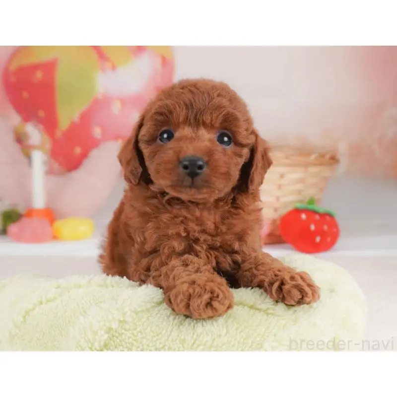 販売中の栃木県のトイプードル-456746の10枚目