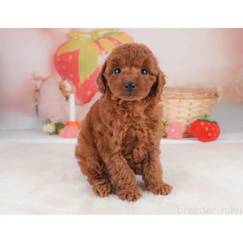 販売中の栃木県のトイプードル-456746の9枚目