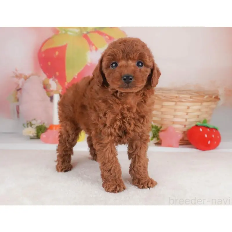 販売中の栃木県のトイプードル-456746の8枚目