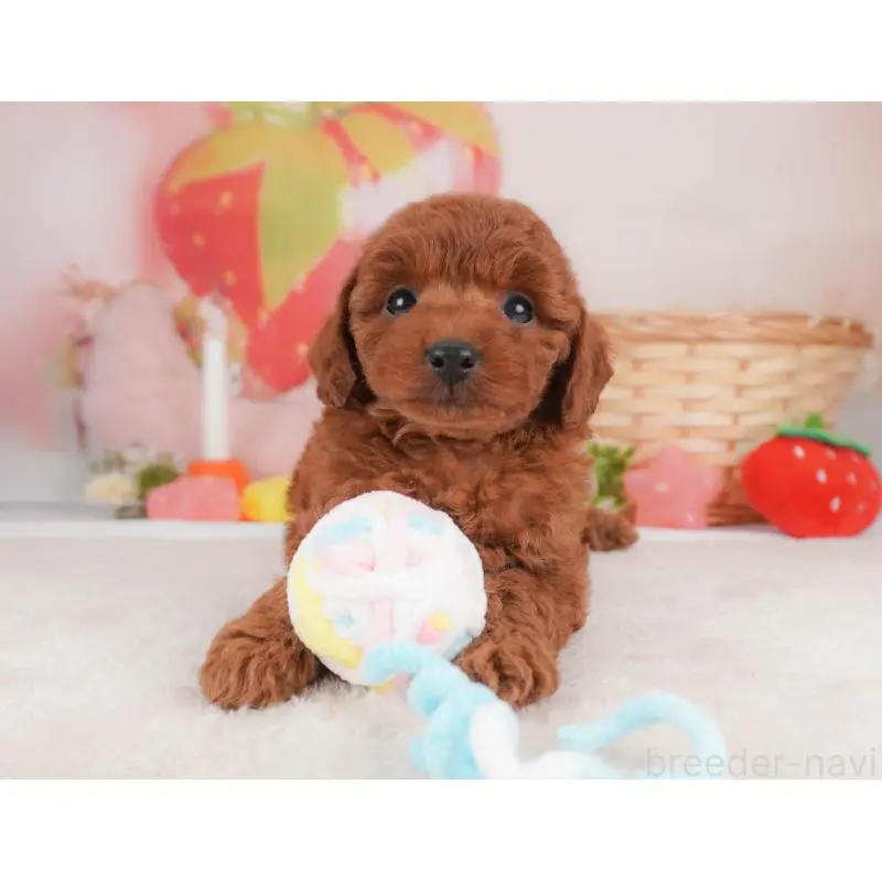 販売中の栃木県のトイプードル-456746の7枚目