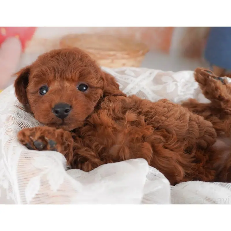 販売中の栃木県のトイプードル-456746の6枚目