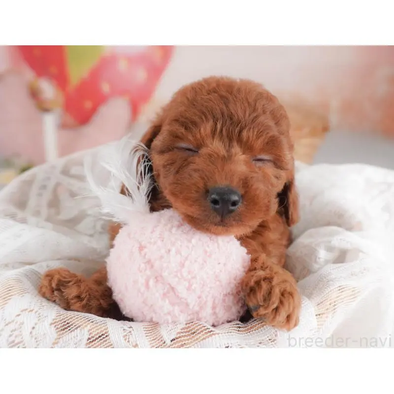 販売中の栃木県のトイプードル-456746の5枚目