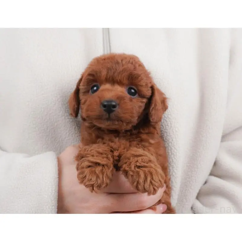 販売中の栃木県のトイプードル-456746の4枚目