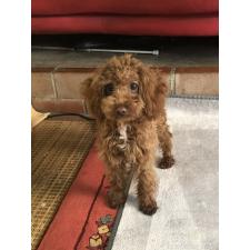 ♀︎トイプードル