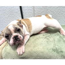 ♀︎フレンチブルドッグ