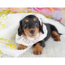 ♀︎ミニチュアダックスフンド(ロングヘアード)