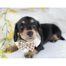 ♀︎ミニチュアダックスフンド(ロングヘアード)