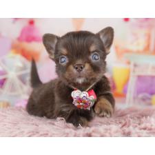 ♀︎チワワ(ロングコート)