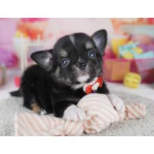 ♀︎チワワ(ロングコート)